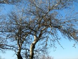 birch tree and sunny sky scene