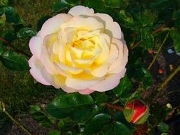 garden roses in the evening sun