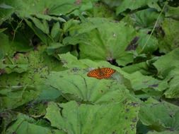 terrific fritillary butterfly