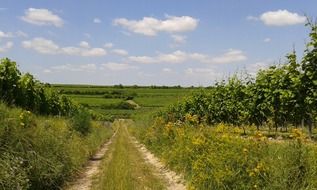 small path in the field in summer time