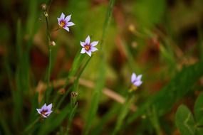 small wild flowers on the field