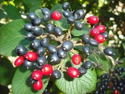 black and red rowan berries
