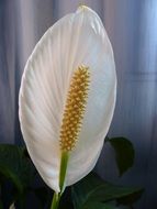 white flower with oblong core