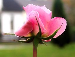 magnificent flower blossom