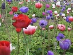 glade with colorful bright poppies