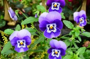 purple flowers on a plant in the garden