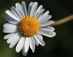 White and yellow wildflower