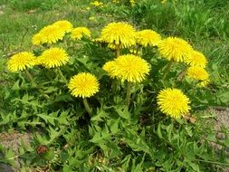 a lot of yellow dandelion flowers