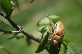 brown beetle on a plant close-up on a blurred background