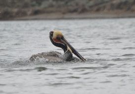 pelican in water