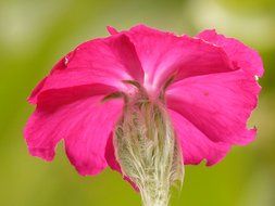 bottom view on the dark pink flower Silene coronaria