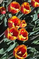 bright tulips at floriade