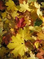 extraordinarily beautiful maple forest
