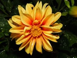 tender yellow zinnia