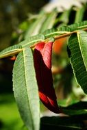 branch with oblong green leaves close up