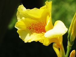 yellow iris under the bright sun