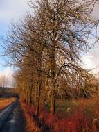 landscape of road along the trees in autumn