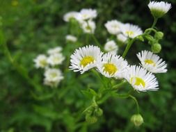 Beautiful white and yellow flowers blooming on the meadow
