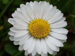 white flower in the garden