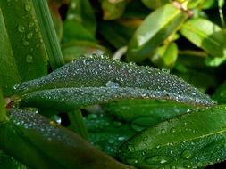 closeup photo of the waterdrops on a leaves