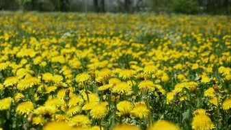 sea of yellow dandelions in spring