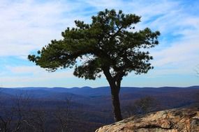 lonely green tree on the mountain