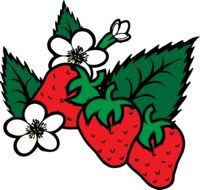 strawberry bloom as an illustration