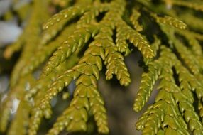 Green pine tree needles branch macro recording