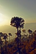 extraordinarily beautiful trees peaceful