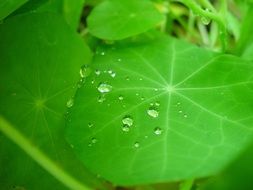drops leaf