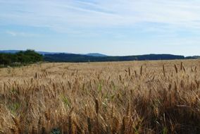 natural grain field