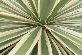 green bright leaves of agave cactus