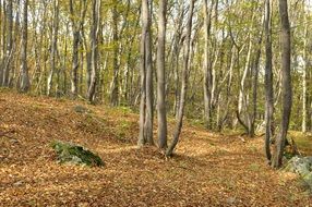 quiet autumn forest