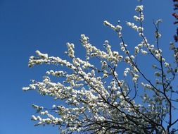 branches of blooming tree at blue sky