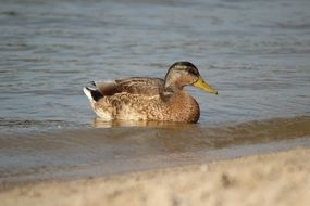 swimming wild duck