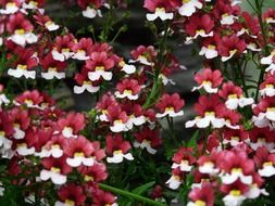 red-white Nemesia is an ornamental plant