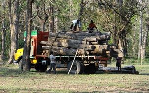 people loading logs on truck in forest, india, dandeli