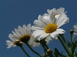 bottom view on the white daisies on a background of blue sky