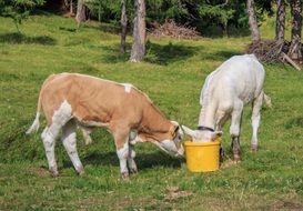 cute young calves on pasture