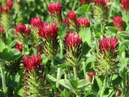 bright trifolium incarnatum blooming closeup