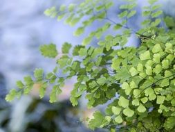 green foliage on trees in the park