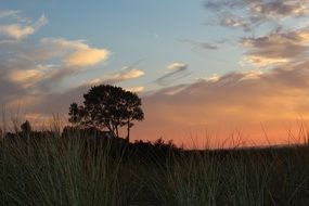 landscape of tree against the sunset sky