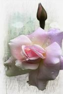 rose bud with a raindrop