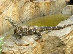 big australian jaguana at the zoo