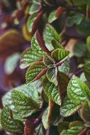 Green and red leaves