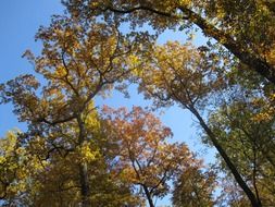 Photo of Trees in autumn forest