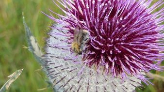 closeup photo of thistle plant prickly flower