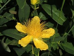 yellow flowers with fluffy stamens