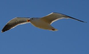 white free gull flies in the sky