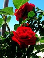 red garden roses with green leaves